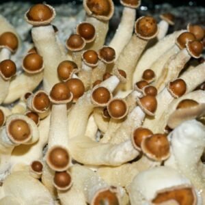 Penis envy mushroom
