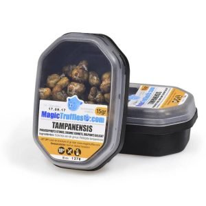 Magic truffles Tampanensis