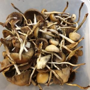 Psilocybe Azurescens