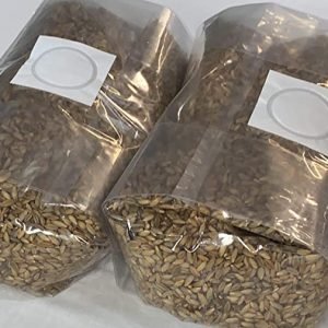 Rye grain Mushroom grow bag
