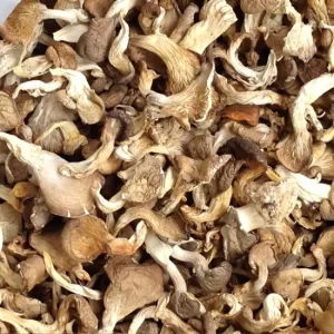 Shimeji Mushrooms