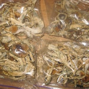 Psilocybe Cyanescens