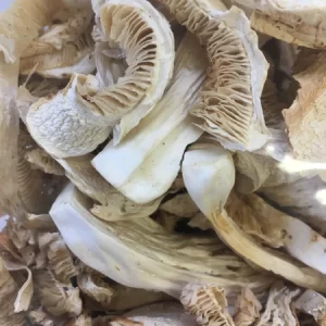 Matsutake