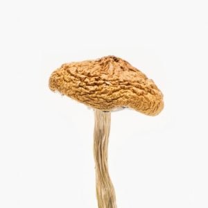 British Columbia Cyanescens