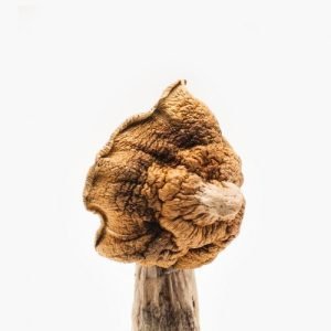 Ko Samui Super Strain
