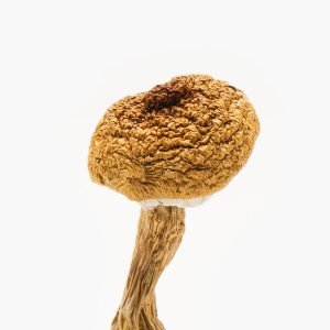 Texas Penis Envy #6