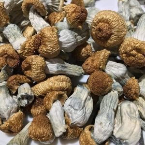 Penis envy mushrooms for sale
