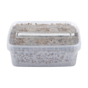 Mushroom Grow Kit Starter Pack