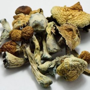 B+ mushrooms