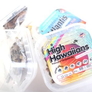 Magic Truffles High Hawaiians