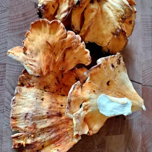 Chiken Of the Woods