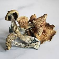 Psilocybe baeocystis