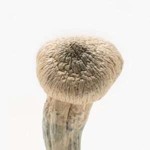 Albino Penis Envy