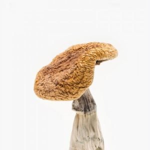 Golden Teacher