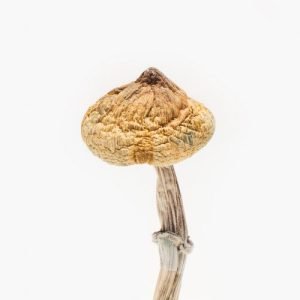 Super Thai