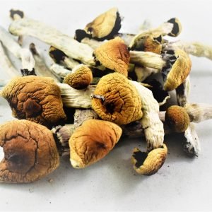 Blue Meanie Mushrooms