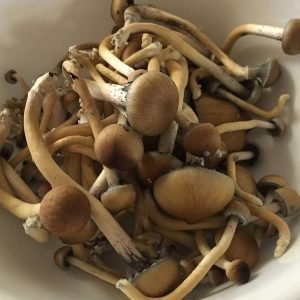 Liberty cap mushrooms for sale