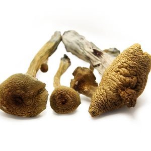 PSYCHEDELIC MAGIC MUSHROOM