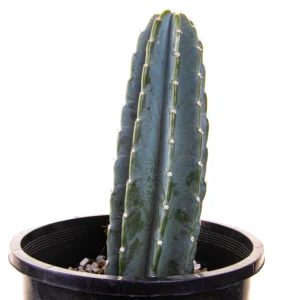 apple cactus plant